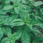 Basil, Genovese Microgreens Seeds – 1 Lb Micro Herbs Seed Garden