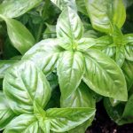 Organic Basil Herb Seeds – Italian Large Leaf – 1 Oz – Culinary Garden