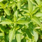 Lemon Basil Herb Garden Seeds – 1 Lb Bulk – Non-GMO, Heirloom – Annual