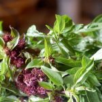 Licorice (Anise) Basil Herb Garden Seeds – 1 Oz – Non-GMO, Heirloom