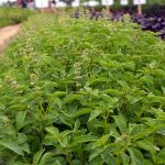 Lime Basil Herb Seeds – 1 Oz – Non-GMO, Heirloom, Annual Herb Garden
