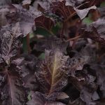 Basil Herb Seeds – Purple Ruffles -4 Oz- Non-GMO Heirloom- Microgreens