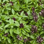 Siam Queen Basil Seeds -4 Oz- Non-GMO -Indoor Herb Garden, Microgreen