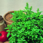 Basil Seeds – Spicy Globe – 1 Oz- Non-GMO, Heirloom – Bush Herb Garden