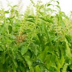 Basil Seed – Sweet Dani -1000 Seeds- Non-GMO, Heirloom – Herb Garden