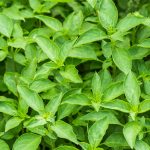 Thai Basil Herbal Garden Seeds -1 Oz-Bulk Herb, Microgreens, Gardening