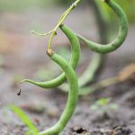 Black Valentine Bush Bean Seeds -1 Lb- Heirloom- Garden Dry Snap Beans