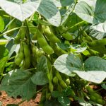 BeSweet 2001 Edamame Bean Seeds – 1 Lbs – Heirloom Be Sweet Soybean