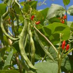 Scarlet Runner Pole Bean Seed -50 Lb Bulk- Heirloom White Dutch Runner