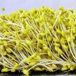 Soybean Seeds – 1 Lb – Organic – Sprouting Soy Sprouts, Tofu, Garden
