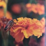 Bee Friendly Wildflower Seeds Mix – 4 oz Seed – Garden Wild Flowers