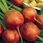 Golden Detroit Beet Seeds -4 Oz- Heirloom – Root Vegetable Gardening