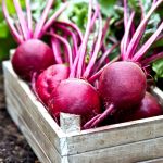 Ruby Queen Beet Seeds – 1 Lb – Heirloom Garden, Root Crop, Microgreens
