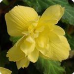 Tuberous Begonia Breezy Series Flower: Yellow -100 PEL Seeds- Annual