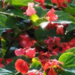 Angelwing Begonia Dragon Wing Red Flower- 100 Pelleted Seeds – Plant