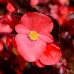 Fibrous Begonia Cocktail Series Flower: Gin Rose- 1000 Pellet Seeds
