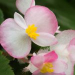 Fibrous Begonia Cocktail Series Flower: White & Red- 1000 Pellet Seeds