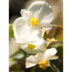 Fibrous Begonia Cocktail Flower: Whiskey (White)- 1000 Pelleted Seeds