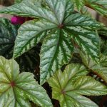 Gryphon Begonia- 100 Pelleted Flower Seeds – Decorative House Plant