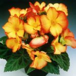 Tuberous Begonia Pin-Up Flame Annual Flower Seed -100 Pelleted Seeds