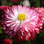 Bellis English Daisy – Habanera Mix -1000 Flower Seeds- Mix -Perennial
