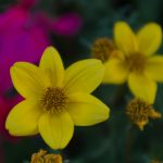 Inspiration Yellow Bidens Flower -100 Seeds- Annual Flower Garden Seed