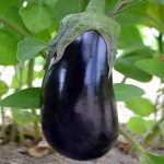 Black Beauty Eggplant Garden Seeds- 1 Oz – Non-GMO, Heirloom Vegetable