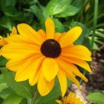 Black-Eyed Susan Flower Seeds -4 Oz- Perennial Wildflower Garden Seeds