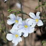 Blue Flax Flower Seeds – 4 Oz – Perennial Wildflower – Linum lewisii