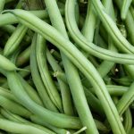 Blue Lake FM1K Pole Bean Seeds (Treated) – 1 Lb – Non-GMO, Heirloom