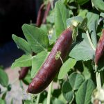 Blue Shelling Pea Garden Seeds – 5 Lbs – Non-GMO, Heirloom, Organic