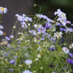 Brachycome Flower Seeds – Splendor Mix – 1000 Seeds – Annual Garden