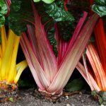 Swiss Chard Garden Seeds – Bright Lights – 1 Lb – Non-GMO, Heirloom