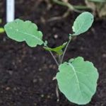 Broccoli Seeds – Purple Sprouting -1 Lb- Organic – Vegetable Garden