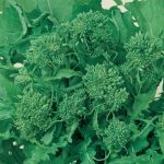 Broccoli Raab Seeds – Spring Rapini – 4 Oz – Non-GMO, Heirloom Garden