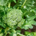 Broccoli Sprouting Seeds – Di Ciccio -4 Oz- Heirloom, Organic, Non-GMO