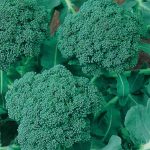 Broccoli Seeds – Waltham 29 – 1 Oz – Non-GMO, Heirloom Garden, Micro