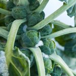 Long Island Improved Brussel Sprouts Garden Seed-5 Lb Bulk-Microgreens