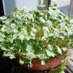 Whole Buckwheat Seeds – 50 Lb Bulk – Organic – Microgreens, Lettuce