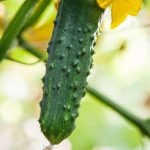 Burpee II Hybrid Cucumber Garden Seeds – 500 Seeds- Non-GMO- Burpee 2
