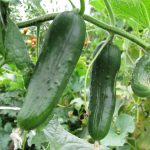 Burpless No. 26 Hybrid Cucumber Garden Seeds – 1000 Seeds – Non-GMO