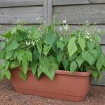 Mascotte Bush Bean- 1000 Seeds – Non-GMO, Heirloom Green Bean Seeds