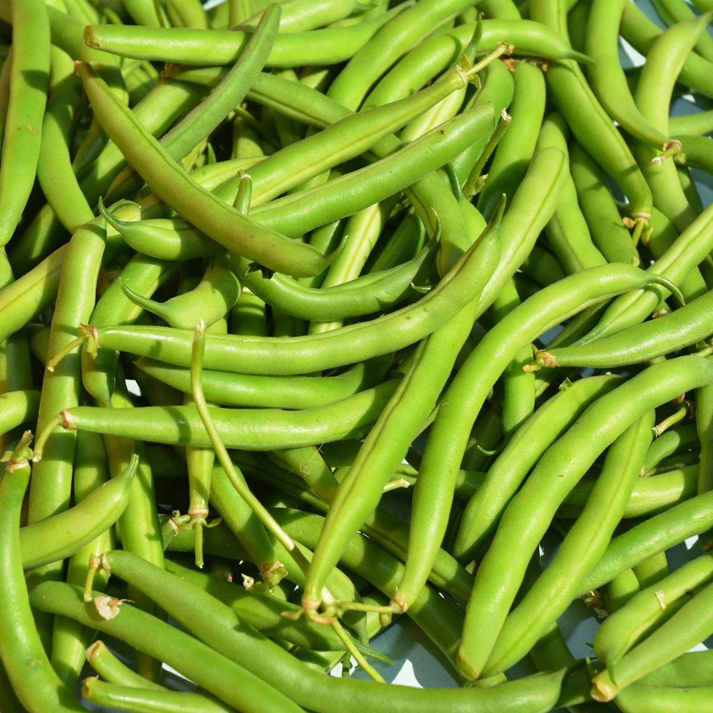 Provider Bush Bean Seeds 50 Lb Bulk Non GMO Heirloom Green Beans 