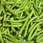 Provider Bush Bean Seeds (Treated) – 5 Lb – Heirloom Green Snap Beans