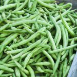 Strike Bush Bean Seeds – 1 Lb – Non-GMO, Heirloom Green Snap Beans