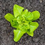Organic Lettuce Garden Seeds- Buttercrunch – 1 Oz – Non-GMO, Heirloom