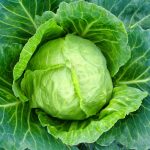 Cabbage Seeds -Copenhagen Market -4 Oz- Non-GMO Heirloom, Micro Greens