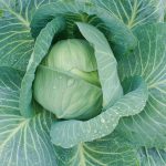 Cabbage Seeds – Late Flat Dutch – 1 Oz – Heirloom Vegetable Garden