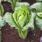 Cabbage – Nampa Michihli Heading -1 Oz – Non-GMO Garden Seeds, Chinese