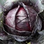 Red Acre Cabbage Garden Seeds – 1 Oz – Heirloom, Non-GMO Vegetable
